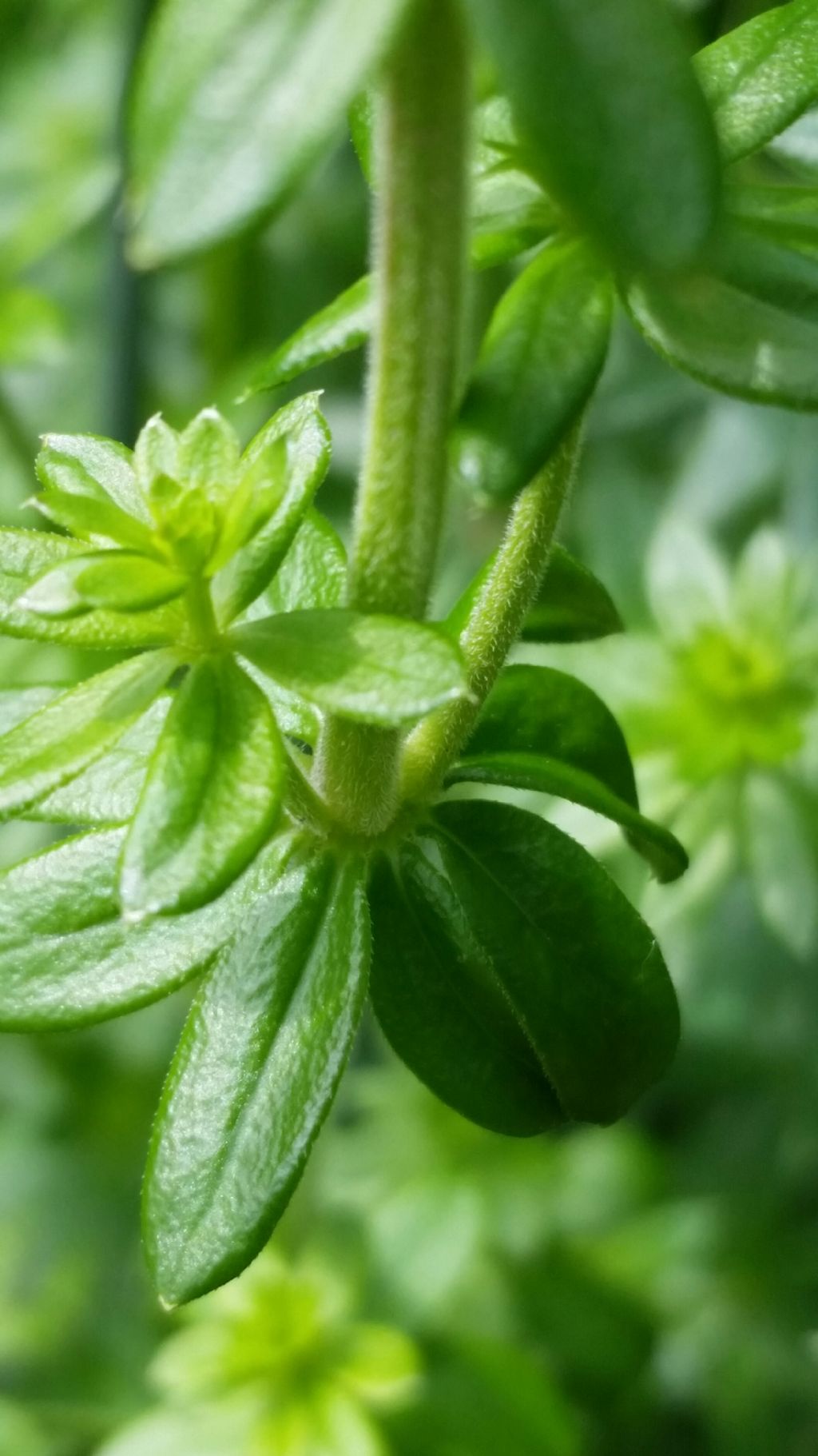 Galium mollugo (Rubiaceae)